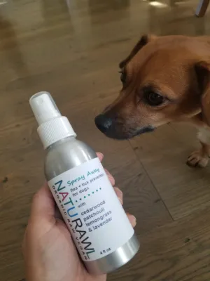 Flea   Tick Prevention For Dogs