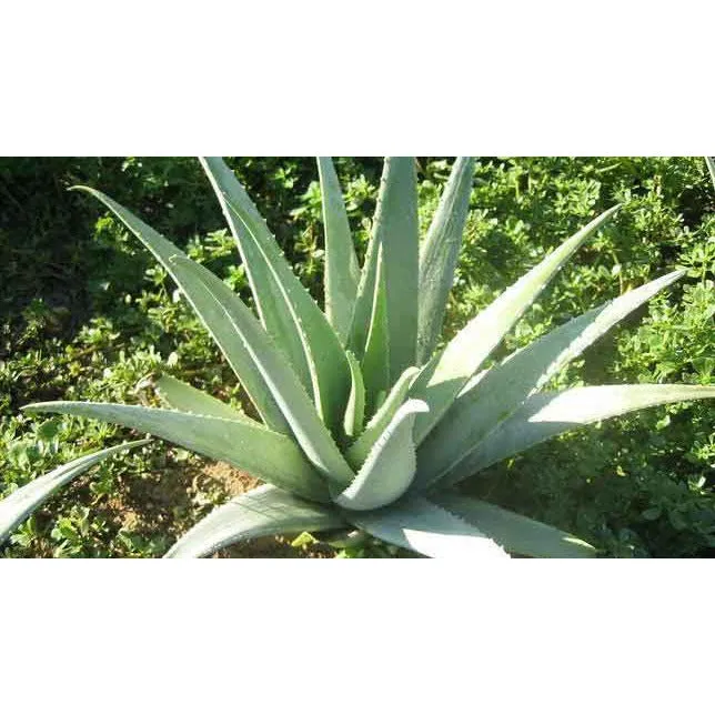 Fruit Of The Earth - Aloe Vera 100% Pure Gel