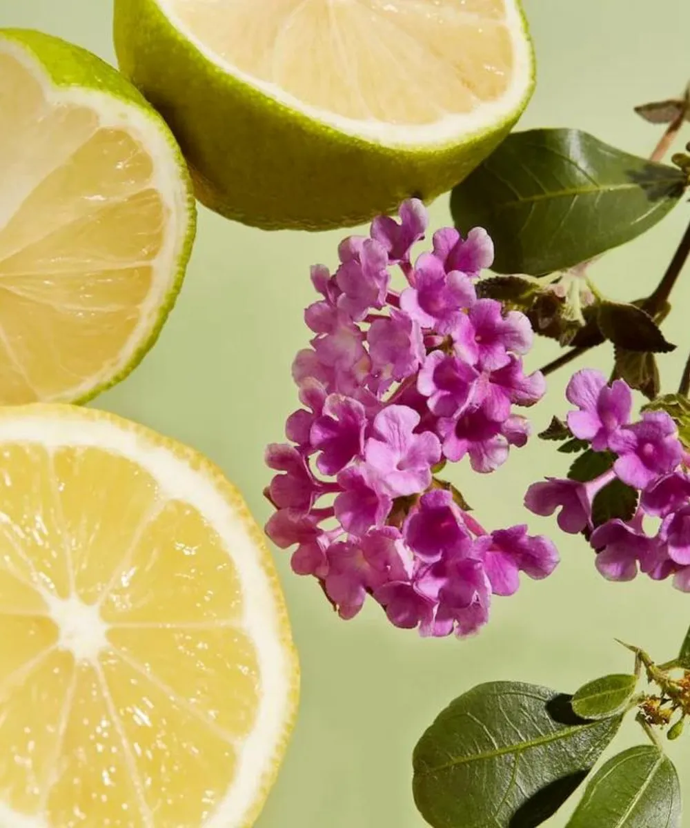 Purifying Verbena Body Scrub