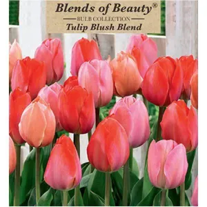 Tulip - Blush Blend - Jumbo Pack